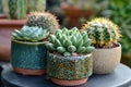 Flawless Image of Small Succulents and Cacti on a Retro Table Royalty Free Stock Photo