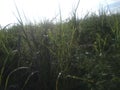 A flawless rare close up of green leaved sugarcanes