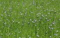 Beautiful flowering flax on the field