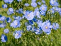 Flax blooming close-up