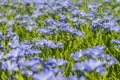 Flax blooming, close-up of blue flax flowers on the field during flowering