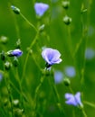 Flax blossoms