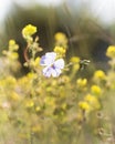 Flax blossoms against the background of yellow flowers