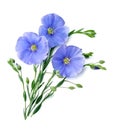 Flax blue flowers close up on white. Royalty Free Stock Photo