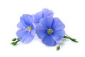 Flax blue flowers . Royalty Free Stock Photo