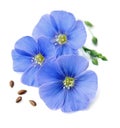 Flax blue flowers . Royalty Free Stock Photo