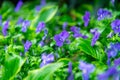 Flax blue flowers Royalty Free Stock Photo