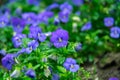 Flax blue flowers Royalty Free Stock Photo