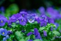 Flax blue flowers Royalty Free Stock Photo