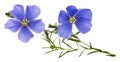 Flax blue flowers isolated on white background Royalty Free Stock Photo