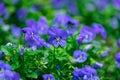 Flax blue flowers Royalty Free Stock Photo