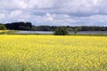 Flax and Canola fields Manitoba Royalty Free Stock Photo