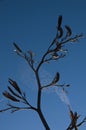 Flax and cobweb