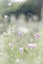 Flax and convolvulus blossoms in the backlight