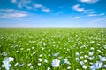 Flax field