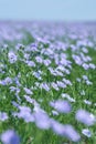 Flax field blooming, flax agricultural cultivation.