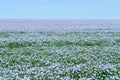 Flax field blooming, flax agricultural cultivation.