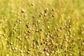 Flax field, close up photo.