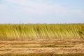 Flax field