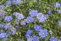 Flax field- landscape nature