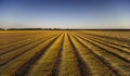 Flax fields in Normandy, France