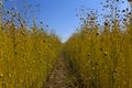 Flax fields in Normandy, France Royalty Free Stock Photo