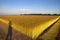 Flax fields in Normandy, France