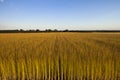 Flax fields in Normandy, France