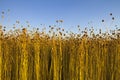 Flax fields in Normandy, France