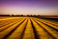 Flax fields in Normandy, France