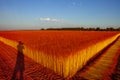 Flax fields in Normandy, France