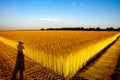 Flax fields in Normandy, France