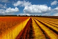 Flax fields in Normandy, France