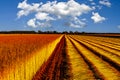 Flax fields in Normandy, France