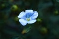 Blue flax flower in the evening, linseed flax bloom,  Linum usitatissimum Royalty Free Stock Photo