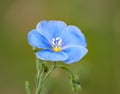 Flax flower. A blue flax blossoms. Close-up at spring shallow d