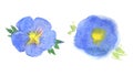 Flax flower, blue flower, watercolor isolated background, watercolor illustration