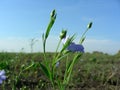 Flax flower at field