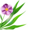 Flax Flower with green leaf isolated