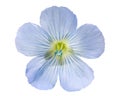 Flax flower l.usitatissimum, paths Royalty Free Stock Photo