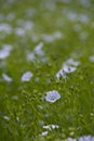 Flax flower,Linum perenne 'Sapphire'