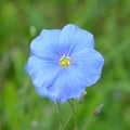 Flax flower, Linum usitatissimum Royalty Free Stock Photo
