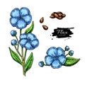 Flax flower and seed vector superfood drawing set.