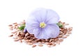 Flax flower with seeds in closeup Royalty Free Stock Photo