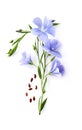 Flax flower with seeds