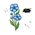 Flax flower vector superfood drawing. Isolated hand drawn illustration