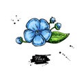 Flax flower vector superfood drawing. Isolated hand drawn illustration