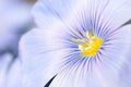 Flax flowers close Royalty Free Stock Photo