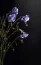 Flax flowers Royalty Free Stock Photo