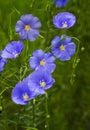 flax flowers close up Royalty Free Stock Photo